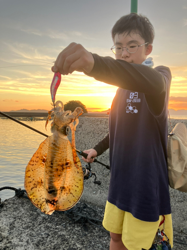 アオリイカの釣果