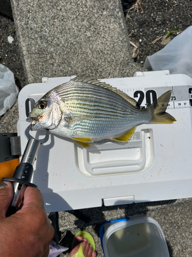 ヘダイの釣果