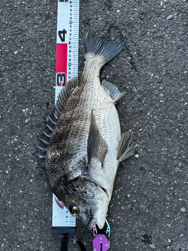 チヌの釣果