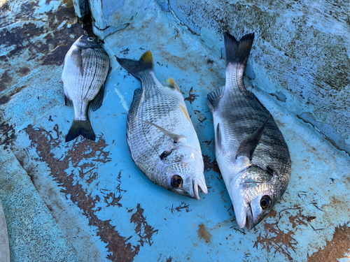 チヌの釣果