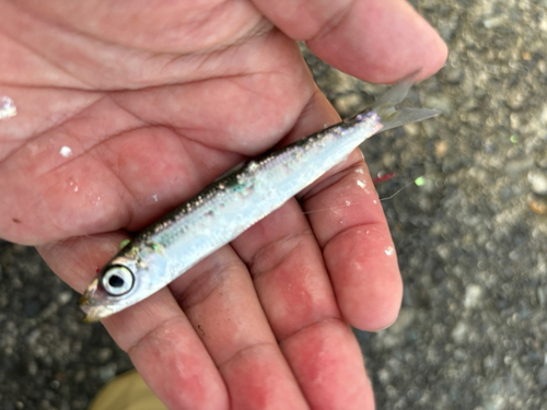 ウルメイワシの釣果