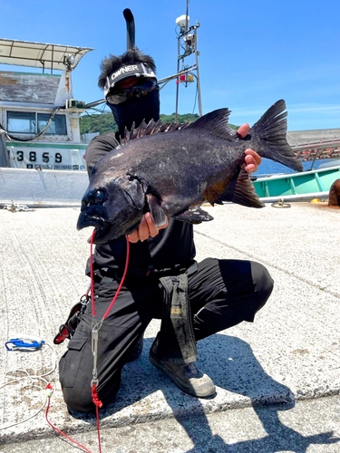 イシダイの釣果