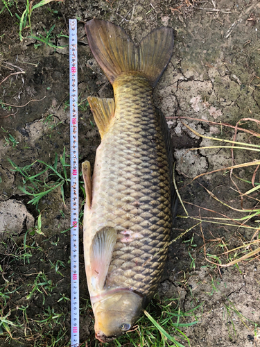 コイの釣果