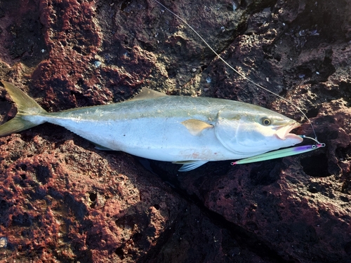 イナダの釣果