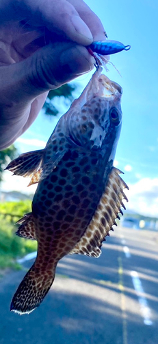 オオモンハタの釣果