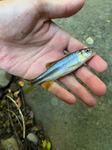 カワムツの釣果