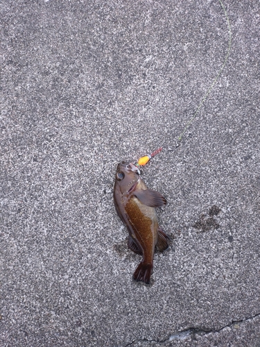 エゾメバルの釣果