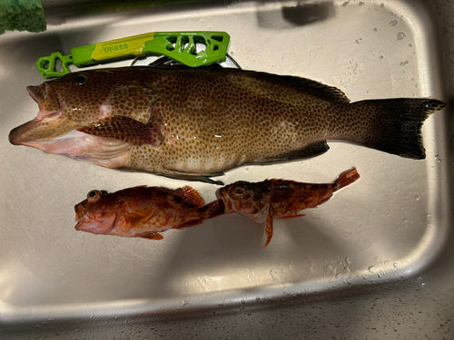 オオモンハタの釣果