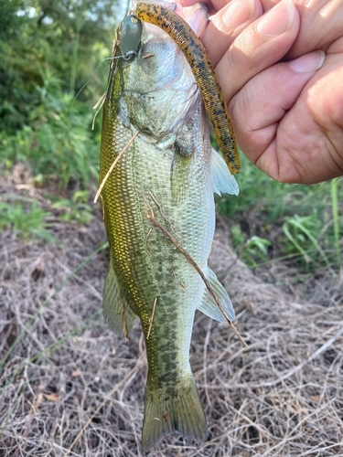 ラージマウスバスの釣果