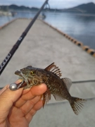 アナハゼの釣果