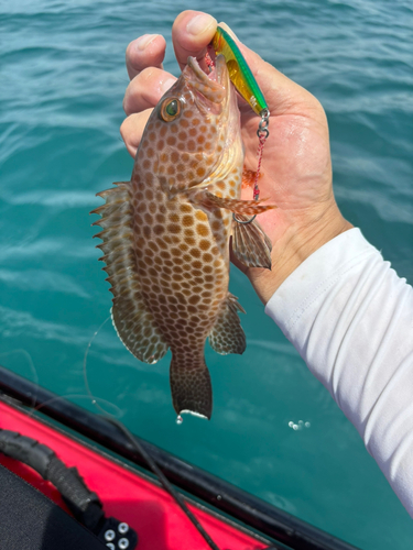 オオモンハタの釣果