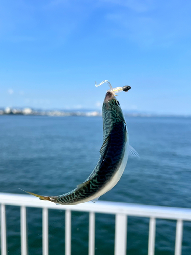 サバの釣果