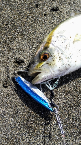 ショゴの釣果