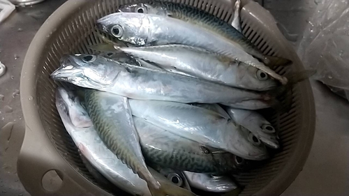 サバの釣果