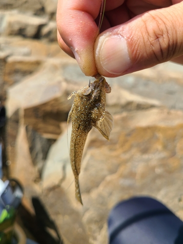 メゴチの釣果