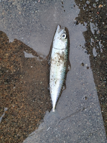 サバの釣果