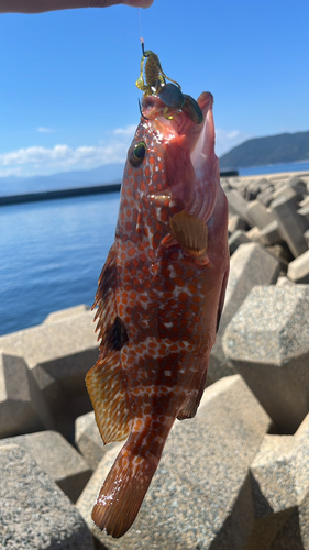 キジハタの釣果