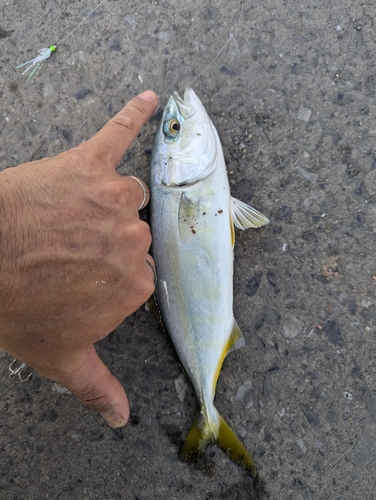 ヒラマサの釣果