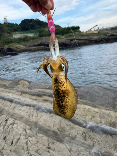 アオリイカの釣果