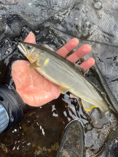 アユの釣果