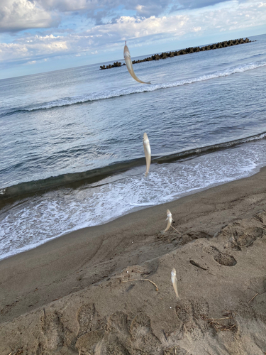 シロギスの釣果