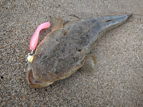 マゴチの釣果