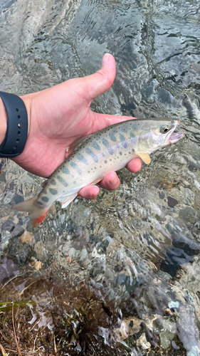 ヤマメの釣果