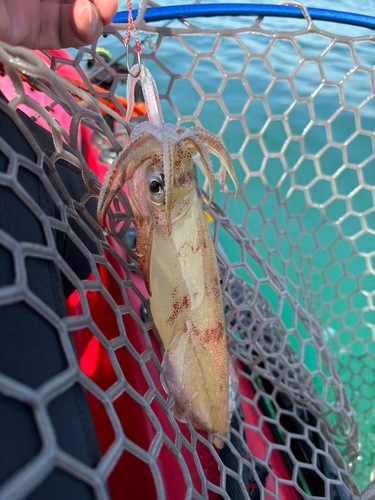 ケンサキイカの釣果