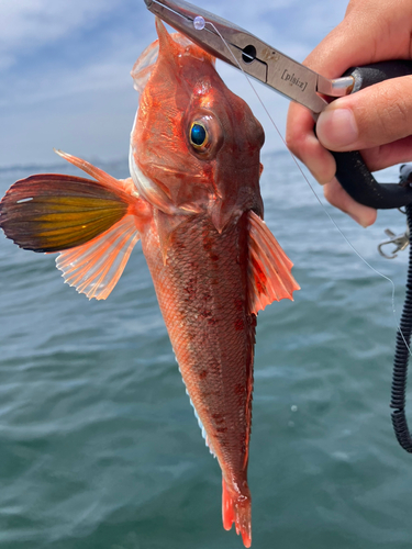 ホウボウの釣果