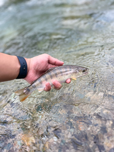 ヤマメの釣果