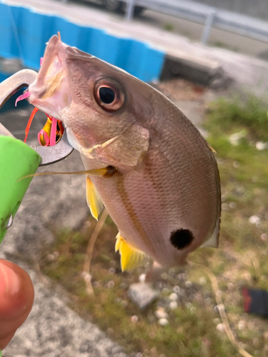 フエダイの釣果