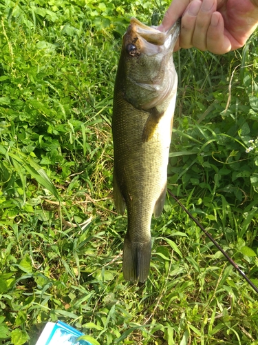 ラージマウスバスの釣果