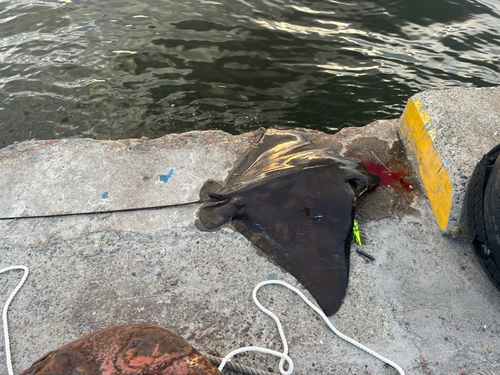 ナルトビエイの釣果