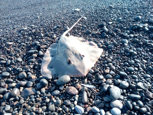 エイの釣果