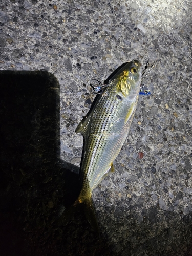 コノシロの釣果