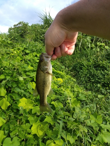 ラージマウスバスの釣果