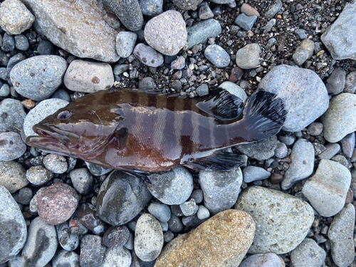 ヤミハタの釣果