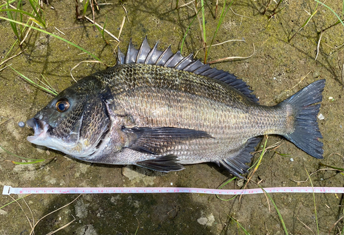 クロダイの釣果