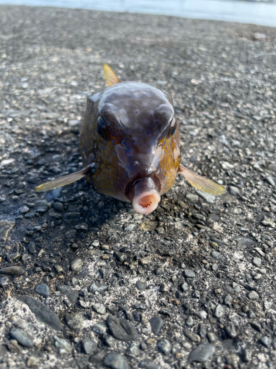 よしよし0929さんの釣果 3枚目の画像