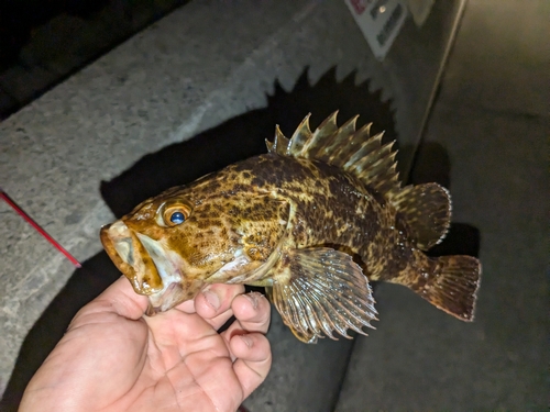 タケノコメバルの釣果