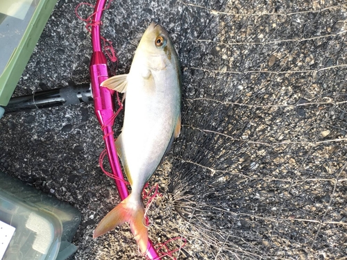 ショゴの釣果