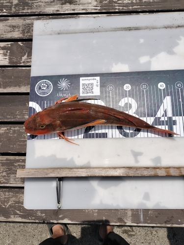 ホウボウの釣果