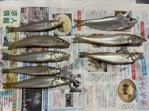 シロギスの釣果