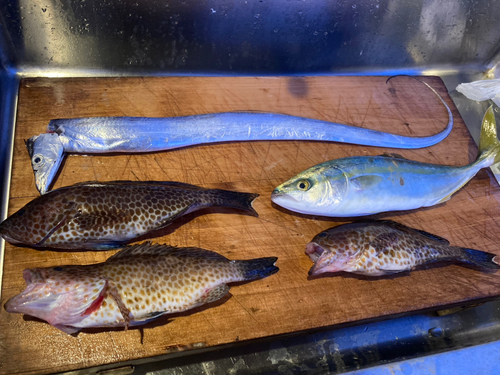 オオモンハタの釣果