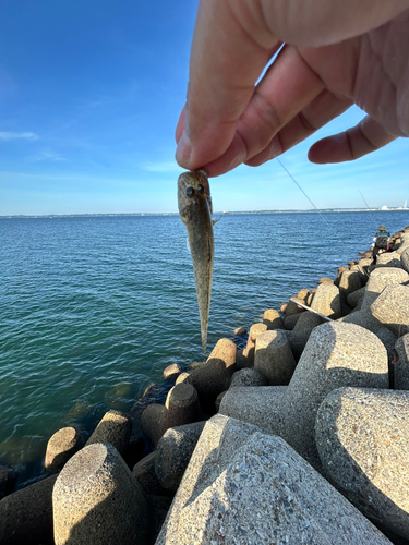 ハゼの釣果