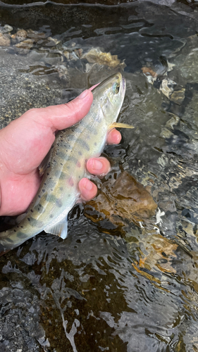 ヤマメの釣果