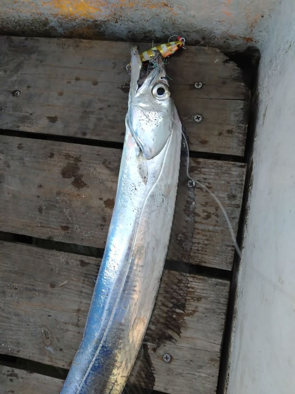 タチウオ