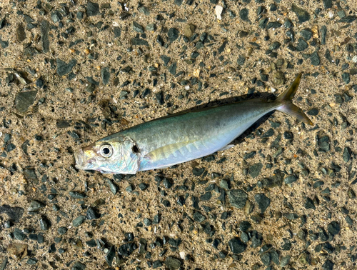 マルアジの釣果