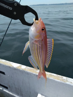 イトヨリダイの釣果