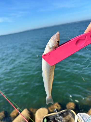 キスの釣果